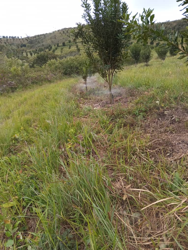 Vietnam's Macadamia Boom: Why Processors There Are Looking to African Origins