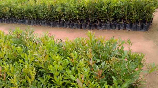 Rainy Season Brings New Life to Our Plantation